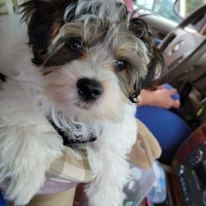 Meet your Posher, George